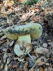 Caloboletus marshii