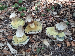 Caloboletus marshii