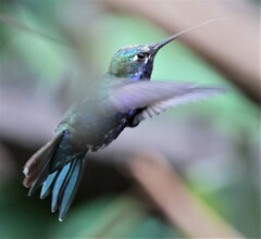 Heliomaster furcifer