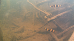 Characiformes