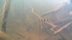 Characiformes
