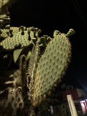 Opuntia galapageia