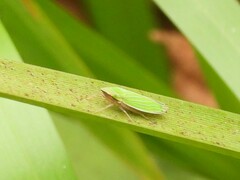 Draeculacephala antica