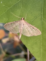 Herpetogramma bipunctalis
