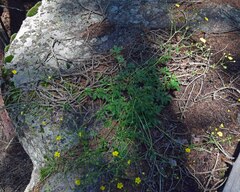 Potentilla glaucophylla