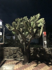 Opuntia galapageia
