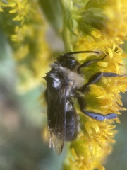 Bombus impatiens