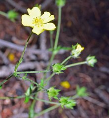 Potentilla glaucophylla