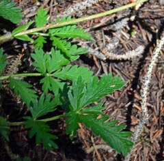 Potentilla glaucophylla