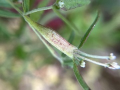 Neolasioptera perfoliata