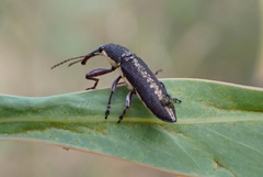 Rhinotia