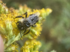 Bombus impatiens