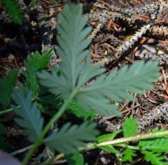 Potentilla glaucophylla