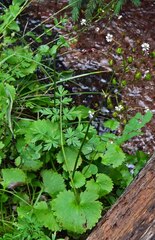 Micranthes odontoloma