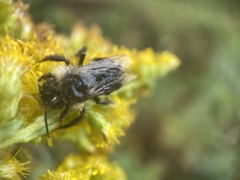 Bombus impatiens