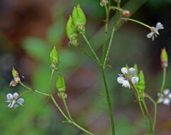 Micranthes odontoloma