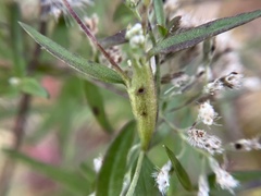 Neolasioptera perfoliata