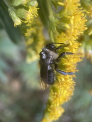 Bombus impatiens