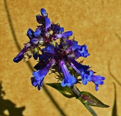 Penstemon procerus