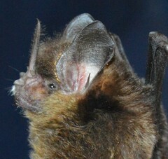 Gardnerycteris crenulatum