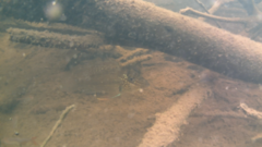 Satanoperca jurupari