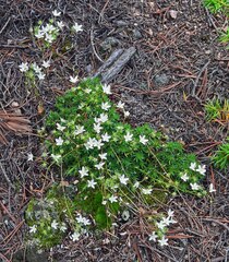 Saxifraga bronchialis
