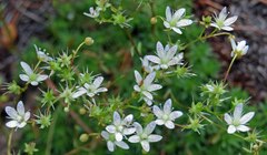 Saxifraga bronchialis