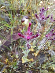 Parentucellia latifolia