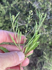 Lepidium lasiocarpum