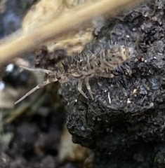 Orchesella villosa