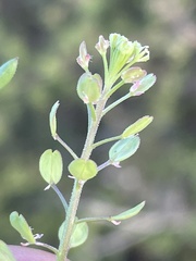 Lepidium lasiocarpum