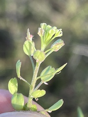 Lepidium lasiocarpum