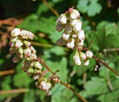 Heuchera hallii