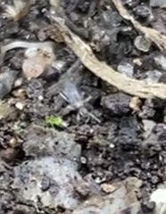 Orchesella villosa