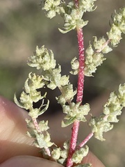 Atriplex barclayana
