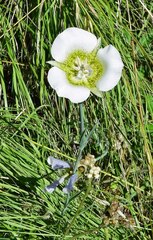 Calochortus gunnisonii