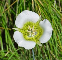 Calochortus gunnisonii