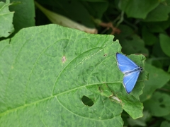 Celastrina echo