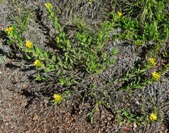 Heterotheca villosa foliosa