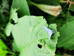 Celastrina echo