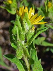 Heterotheca villosa foliosa
