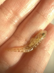 Microgobius gulosus