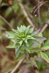 Procecidochares atra