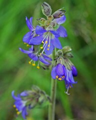Polemonium