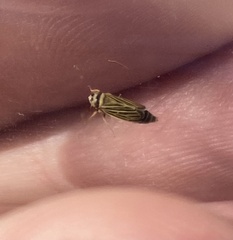 Amblysellus curtisii