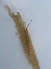 Erichsonella attenuata