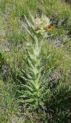 Cirsium scopulorum