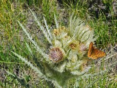 Cirsium scopulorum