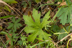 Napaea dioica