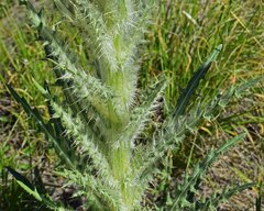 Cirsium scopulorum